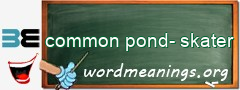 WordMeaning blackboard for common pond-skater
